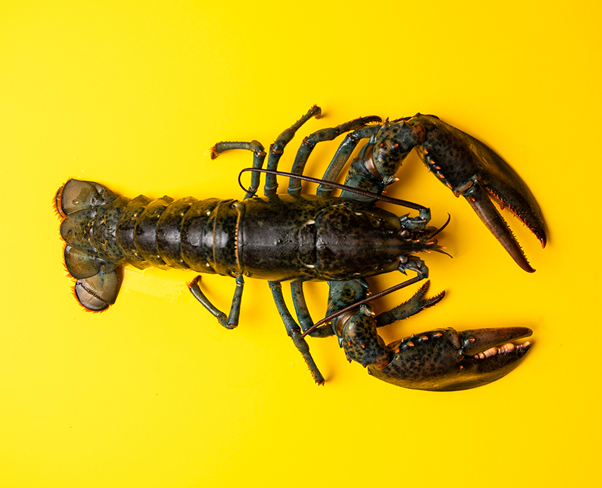ROSSO-Hummer_02-845x684
